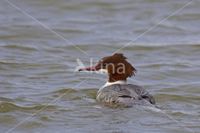 Goosander (Mergus merganser)