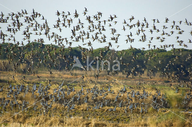 Grutto (Limosa limosa)