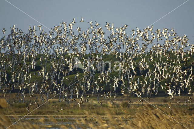 Black-tailed Godwit (Limosa limosa)