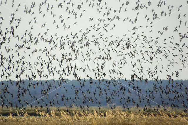 Grutto (Limosa limosa)