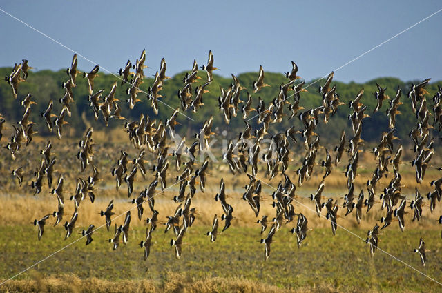 Black-tailed Godwit (Limosa limosa)