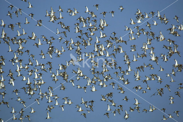 Grutto (Limosa limosa)