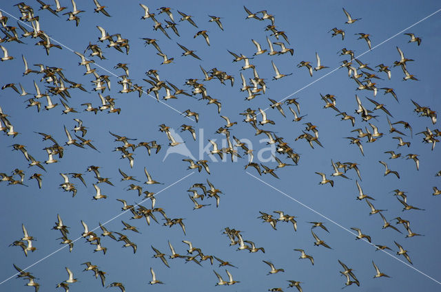 Grutto (Limosa limosa)