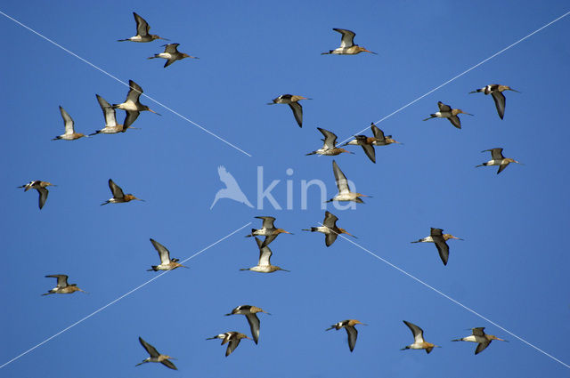 Grutto (Limosa limosa)