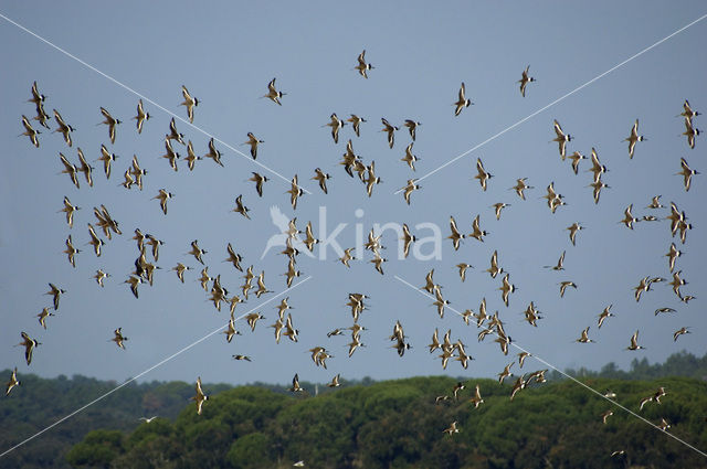 Grutto (Limosa limosa)