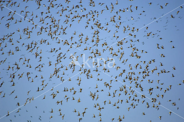 Grutto (Limosa limosa)