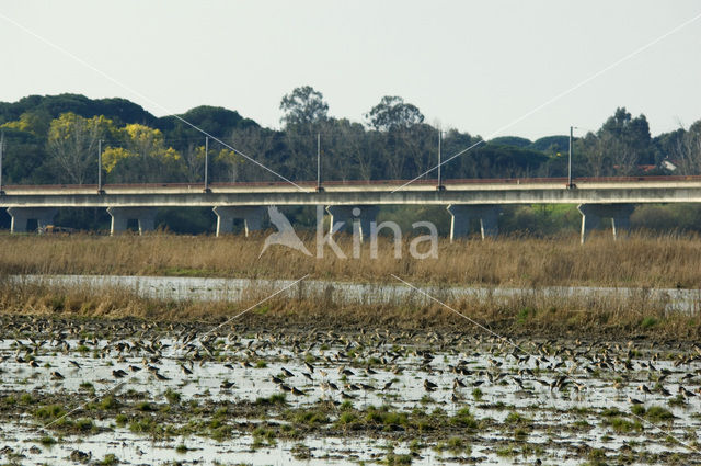 Grutto (Limosa limosa)