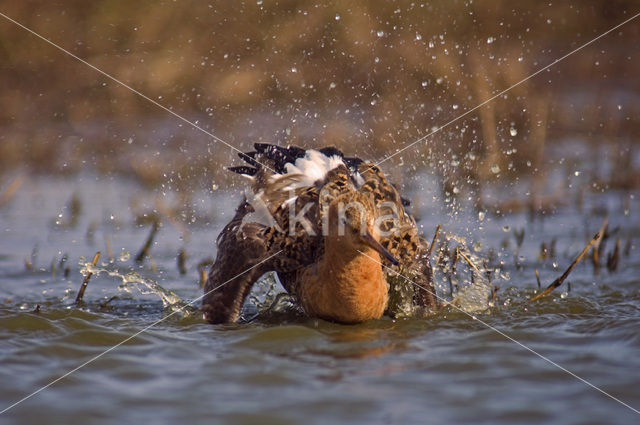 Black-tailed Godwit (Limosa limosa)