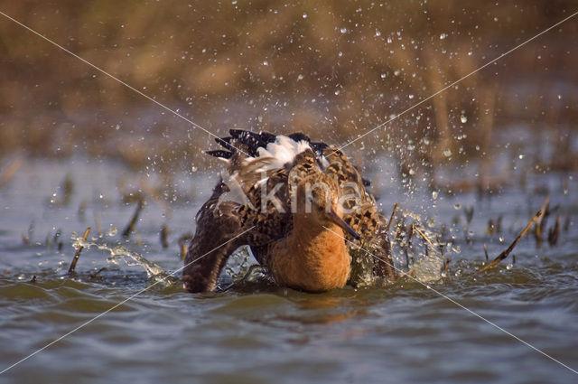 Grutto (Limosa limosa)