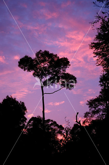 Gunung Mulu National Park