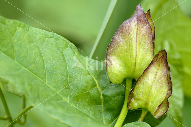 Hedge Bindweed (Convolvulus sepium)