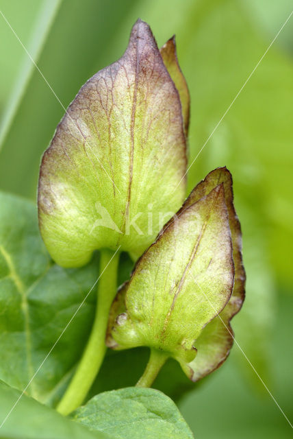 Haagwinde (Convolvulus sepium)