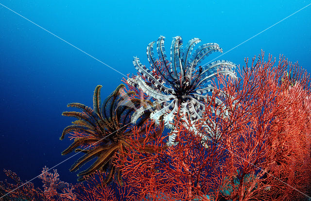 Feather star