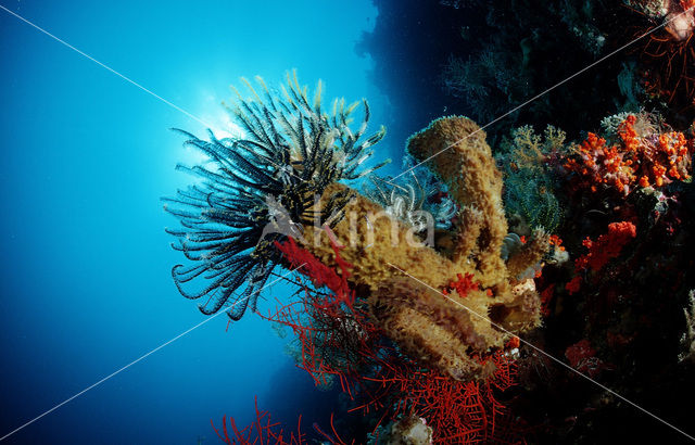 Feather star