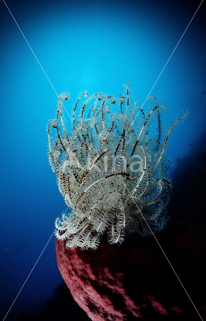 Feather star