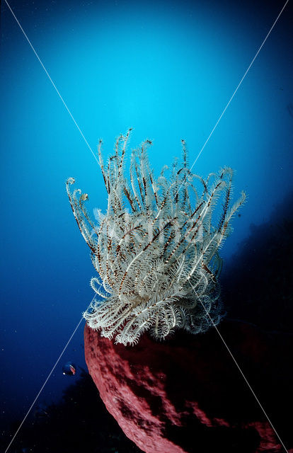 Feather star