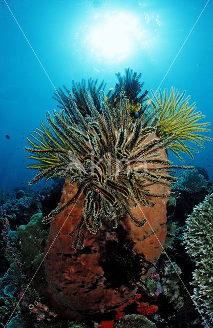 Feather star