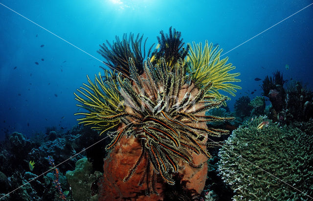 Feather star