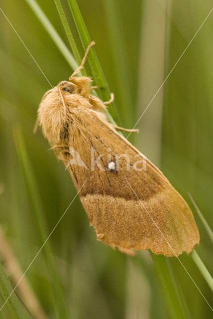 Northern Eggar (Lasiocampa quercus)