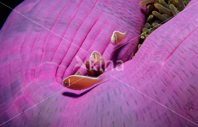 Pink anemonefish (Amphiprion perideraion)