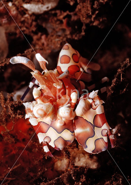 Harlequin shrimp (Hymenoceara elegans)