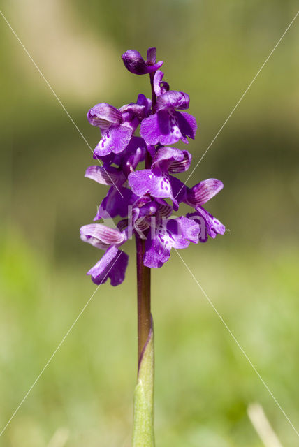 Green-winged Orchid (Anacamptis morio