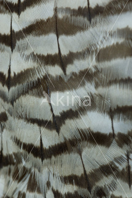 Goshawk (Accipiter gentilis)