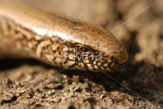 Hazelworm (Anguis fragilis)