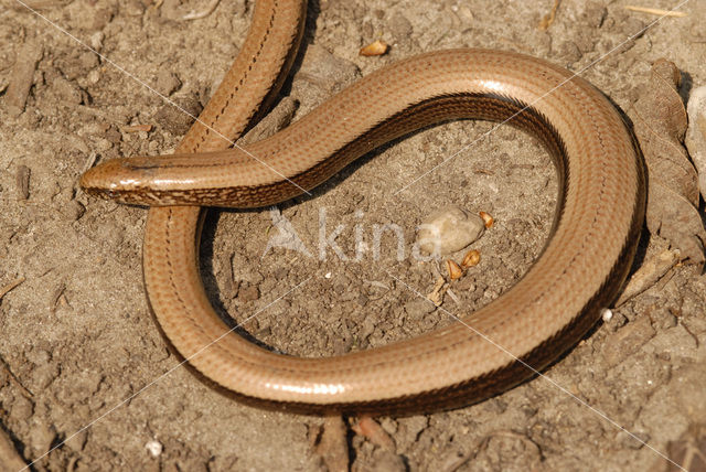 Hazelworm (Anguis fragilis)