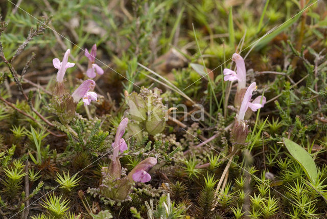 Heidekartelblad (Pedicularis sylvatica)