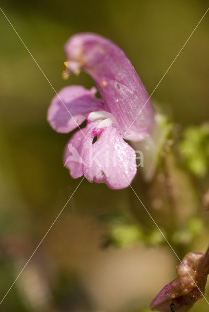 Lousewort (Pedicularis sylvatica)