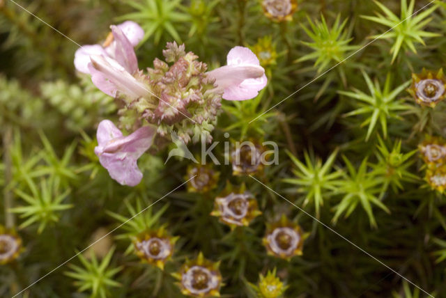 Heidekartelblad (Pedicularis sylvatica)