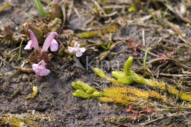 Heidekartelblad (Pedicularis sylvatica)