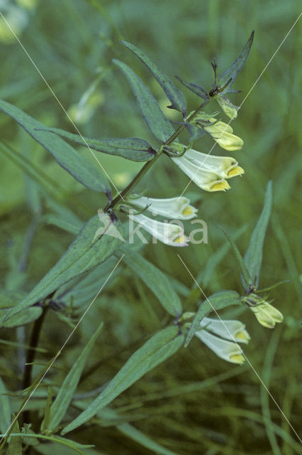 Hengel (Melampyrum pratense)