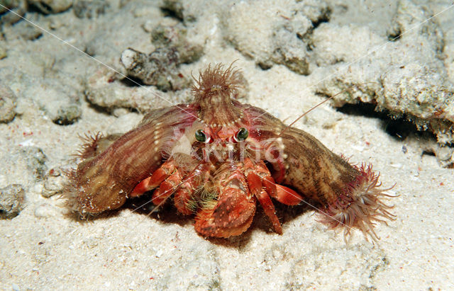 Parasit anemone hermit crab (Dardanus pedunculatus)