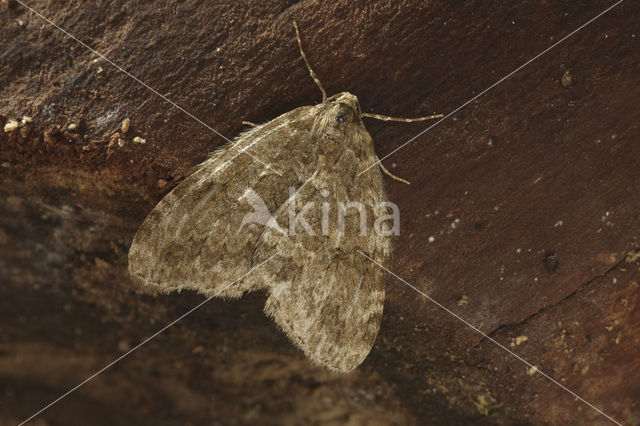 November Moth (Epirrita dilutata)
