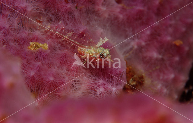 High hat triplefin (Enneapterygius tutuilae)