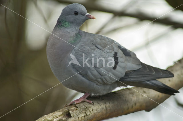 Stock Dove (Columba oenas)