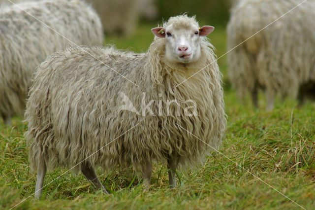 Sheep (Ovis domesticus)