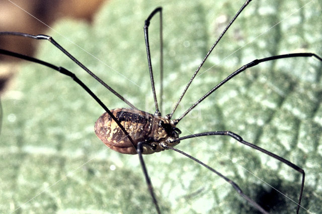 Daddy-long-legs (Phalangium spec)