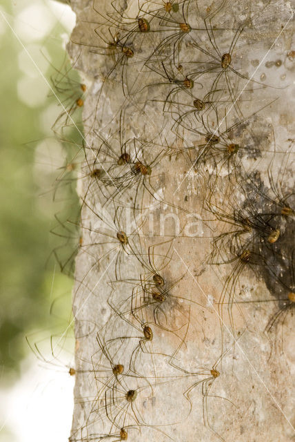 Daddy-long-legs (Phalangium spec)