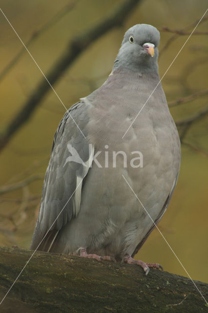 Houtduif (Columba palumbus)