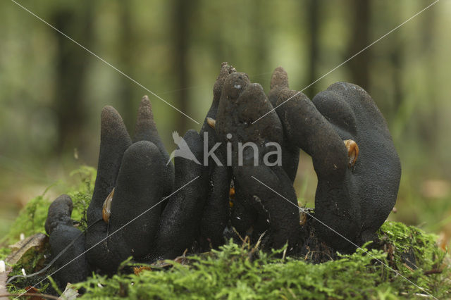 Houtknotszwam (Xylaria polymorpha)