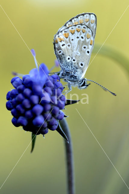 Common Blue (Polyommatus icarus)