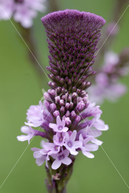 IJzerhard (Verbena officinalis)