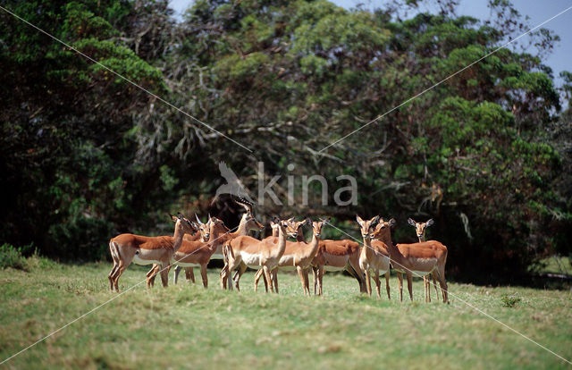 Impala