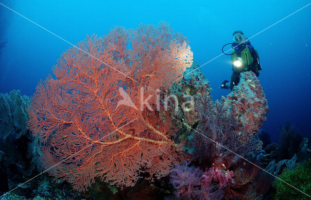 Indian Ocean