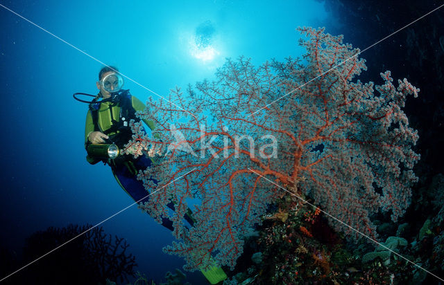Indian Ocean