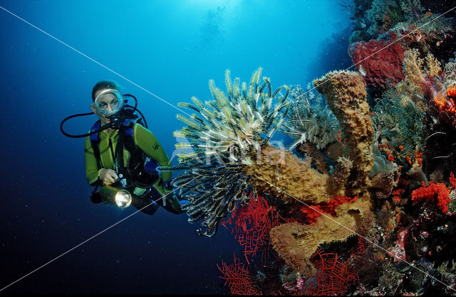 Indian Ocean