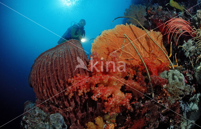 Indian Ocean